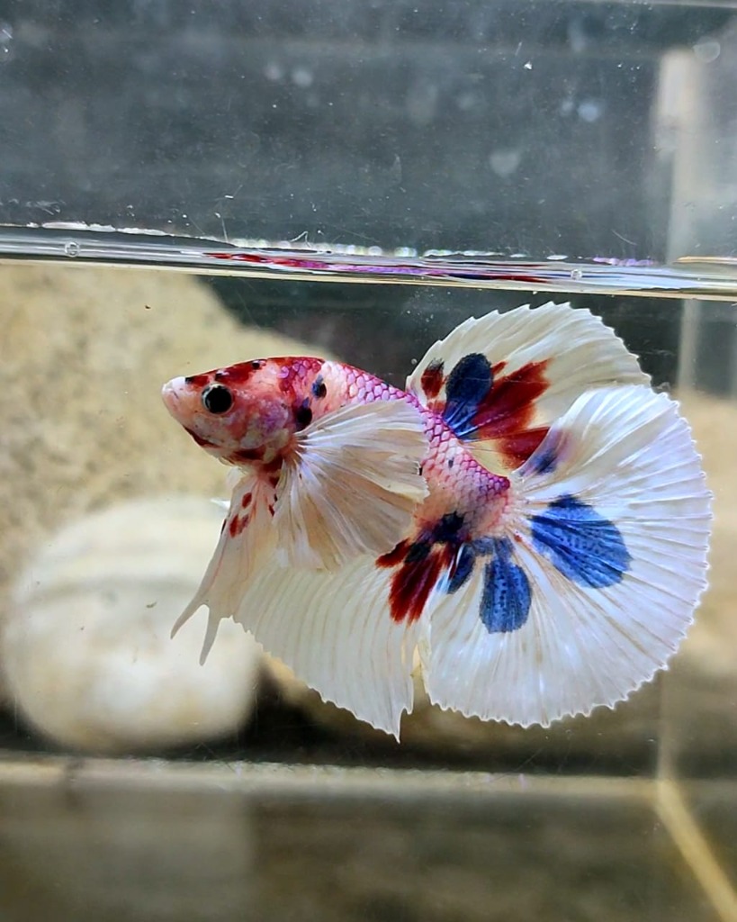 Halfmoon Betta